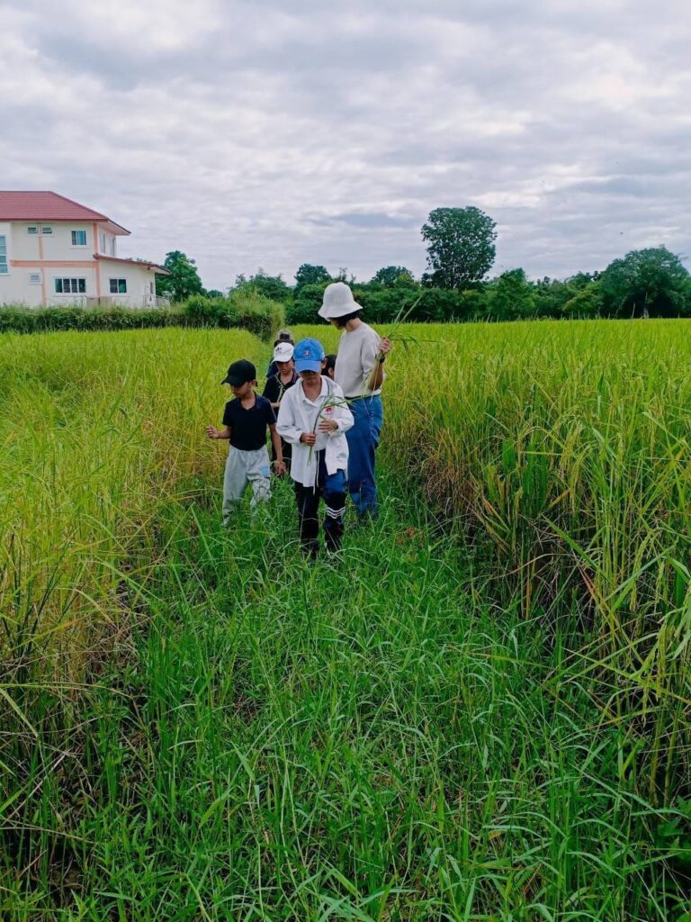 นักเรียนชั้นประถม อยู่ที่นาข้าว